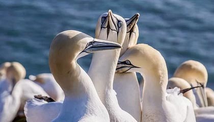 不写你真不知道：黑料网明星黑料的截图疑点核对顺序是这样