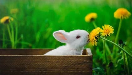 不写你真不知道：黑料网明星黑料的截图疑点核对顺序是这样